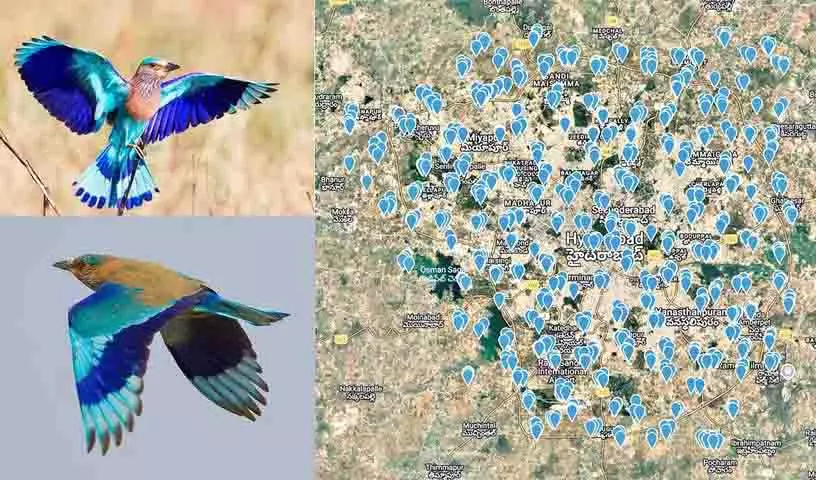 प्रदूषण, आवास विनाश और शहरी हलचल के कारण राज्य पक्षी पलापिट्टा Hyderabad से दूर हो गया प्रदूषण, आवास विनाश और शहरी हलचल के कारण राज्य पक्षी पलापिट्टा Hyderabad से दूर हो गया