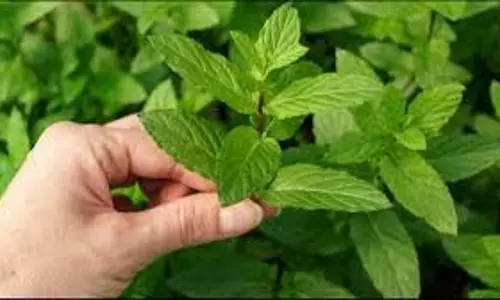 Health: तुलसी के पत्तों के औषधीय गुण Health: तुलसी के पत्तों के औषधीय गुण