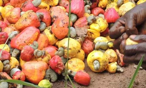काजू इकट्ठा कर रहे पति और पत्नी को हाथी ने कुचला, दोनों की मौत