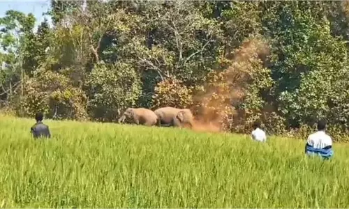 UP News: हाथियों का आतंक,  गेंहू और गन्ने की फसलों को किया तबाह