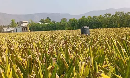 Andhra: वैश्विक प्रतिनिधिमंडल ने प्राकृतिक कृषि तकनीकों की खोज की
