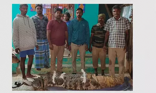 Tamil Nadu: चिदंबरम के निकट गांव में घुसे मगरमच्छ को बचाया गया