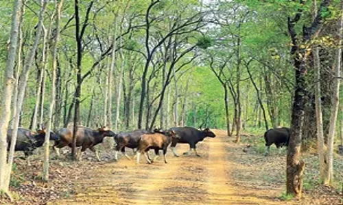 Bhubaneswar: ओडिशा सरकार सतकोसिया तक एआई कैमरा निगरानी का विस्तार करेगी Bhubaneswar: ओडिशा सरकार सतकोसिया तक एआई कैमरा निगरानी का विस्तार करेगी