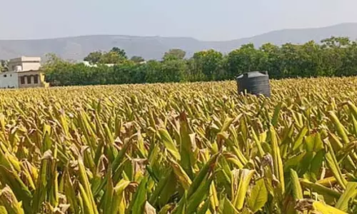वैश्विक प्रतिनिधिमंडल ने Guntur में प्राकृतिक कृषि तकनीकों की खोज की