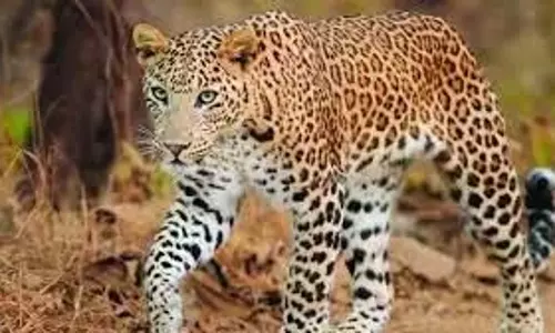 तेंदुए की अनुपस्थिति से Kambalakonda में पारिस्थितिकी असंतुलन पैदा हो गया