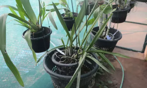 RCD बायोडायवर्सिटी पार्क के ग्रीनहाउस में एयर प्लांट्स पर नज़र