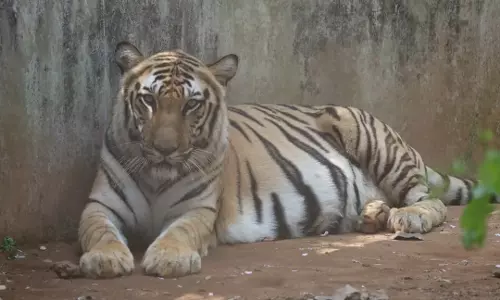 Odisha : नंदनकानन चिड़ियाघर में बाघों की संख्या बढ़ी
