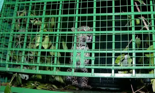 Kerala : कासरगोड के कोलाथुर गांव में आतंक मचा रहे तेंदुए को पकड़ा Kerala : कासरगोड के कोलाथुर गांव में आतंक मचा रहे तेंदुए को पकड़ा