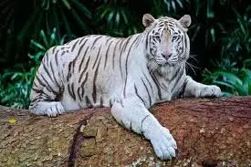 Odisha: नंदनकानन चिड़ियाघर में आया नया शावक , बाघों की संख्या बढ़कर हुई 28 Odisha: नंदनकानन चिड़ियाघर में आया नया शावक , बाघों की संख्या बढ़कर हुई 28