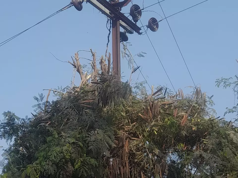 Badaun: बिजली की लाइनों के नजदीक स्थित पेंड़ों की छटाई का काम शुरु Badaun: बिजली की लाइनों के नजदीक स्थित पेंड़ों की छटाई का काम शुरु