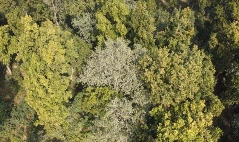 Jammu: वन विभाग ने जलवायु परिवर्तन से निपटने के लिए 1.5 करोड़ पौधे लगाने का लक्ष्य रखा Jammu: वन विभाग ने जलवायु परिवर्तन से निपटने के लिए 1.5 करोड़ पौधे लगाने का लक्ष्य रखा