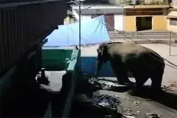 Chandil : सीएम के मामा घर पर जंगली हाथी ने धावा बोला Chandil : सीएम के मामा घर पर जंगली हाथी ने धावा बोला