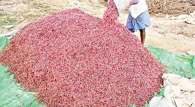 Andhra: बाजार में सिर्फ मिर्च बिक रही Andhra: बाजार में सिर्फ मिर्च बिक रही