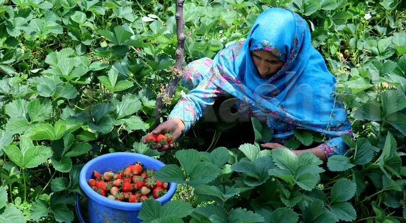 Udhampur में बारिश से स्ट्रॉबेरी उत्पादकों को राहत मिली Udhampur में बारिश से स्ट्रॉबेरी उत्पादकों को राहत मिली
