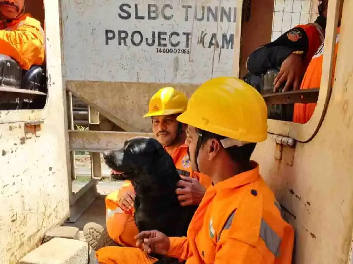 SLBC सुरंग की छत ढहने से फंसे श्रमिकों को बचाने के लिए खोजी कुत्ते तैनात SLBC सुरंग की छत ढहने से फंसे श्रमिकों को बचाने के लिए खोजी कुत्ते तैनात