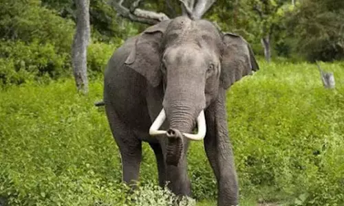 Andhra: गुंडालाकोना जंगल में हाथियों ने श्रद्धालुओं पर हमला किया