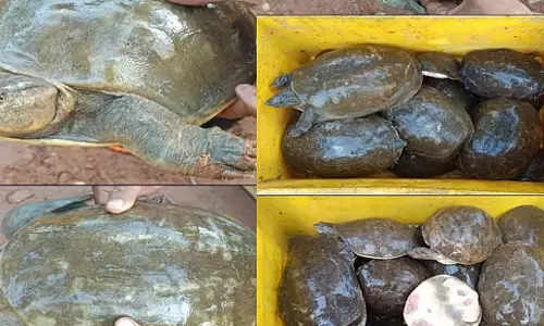 Bhubaneswar: खुर्दा में पश्चिम बंगाल के एक व्यक्ति से 1,448 भारतीय फ्लैपशेल कछुए जब्त किए गए