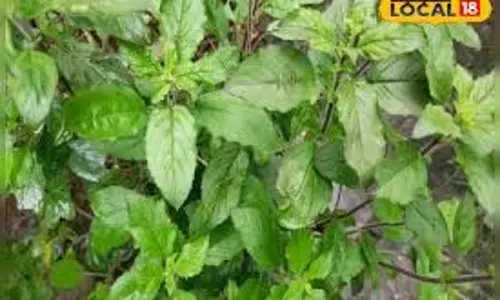 Tulsi Water Benefits:  सेहत के लिए रामबाण है तुलसी का पानी, देता है चमत्कारी फायदे