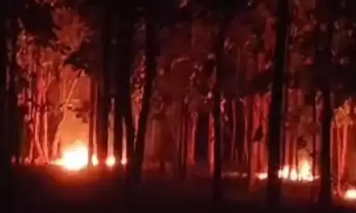 सागौन बाड़ी में आग लगने से करोड़ों का हुआ नुकसान