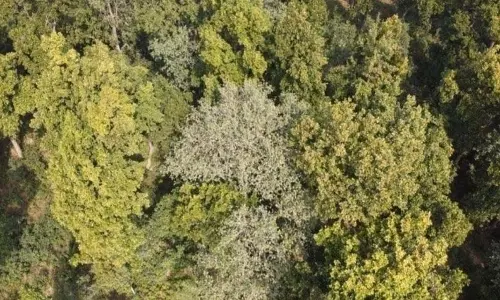 Jammu: वन विभाग ने जलवायु परिवर्तन से निपटने के लिए 1.5 करोड़ पौधे लगाने का लक्ष्य रखा
