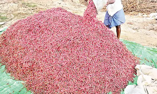 Andhra: बाजार में सिर्फ मिर्च बिक रही Andhra: बाजार में सिर्फ मिर्च बिक रही