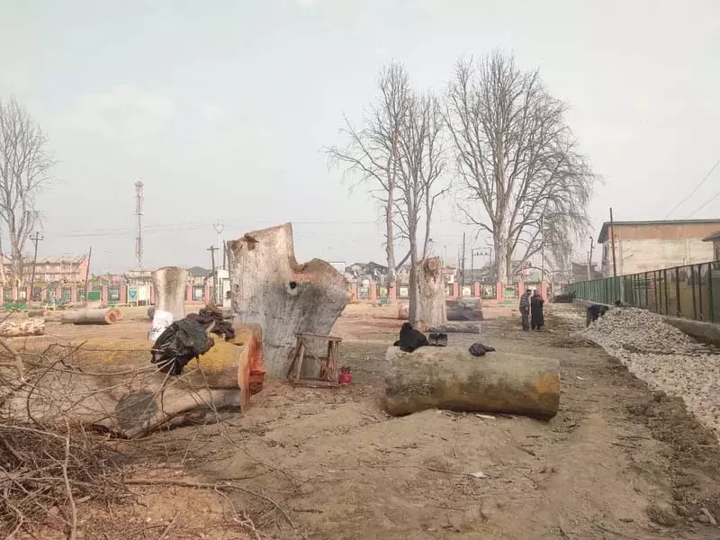 पर्यावरण नीति समूह ने अनंतनाग में सदियों पुराने चिनार के पेड़ों की कटाई की निंदा की पर्यावरण नीति समूह ने अनंतनाग में सदियों पुराने चिनार के पेड़ों की कटाई की निंदा की