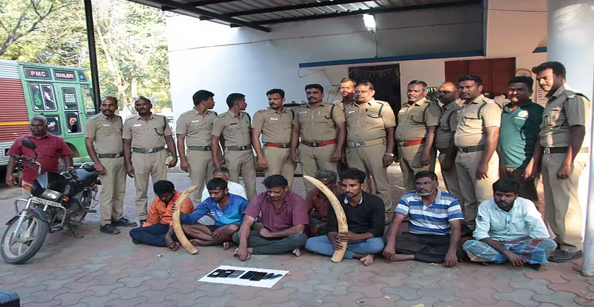 Tamil Nadu: सलेम में हाथीदांत के जोड़े के साथ आठ लोग गिरफ्तार Tamil Nadu: सलेम में हाथीदांत के जोड़े के साथ आठ लोग गिरफ्तार