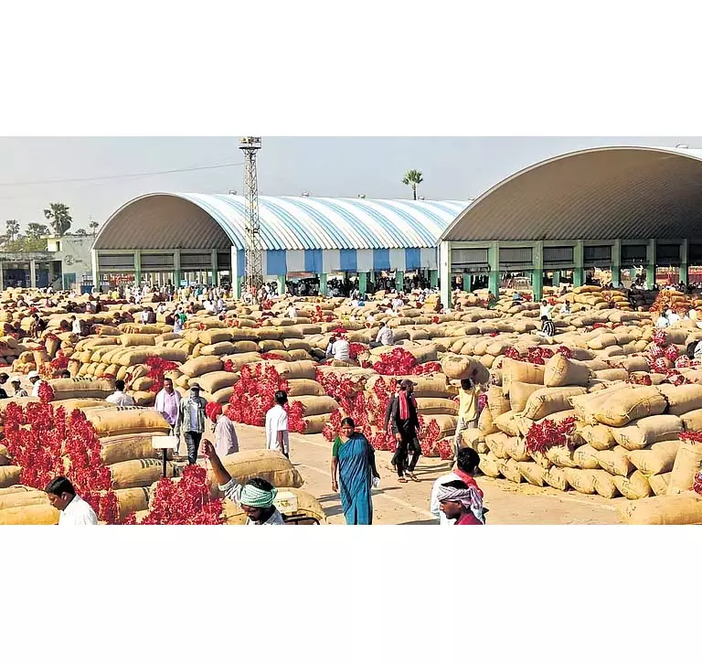 Telangana में मिर्च की कीमतों में गिरावट से किसानों को अनिश्चितता का सामना करना पड़ रहा Telangana में मिर्च की कीमतों में गिरावट से किसानों को अनिश्चितता का सामना करना पड़ रहा