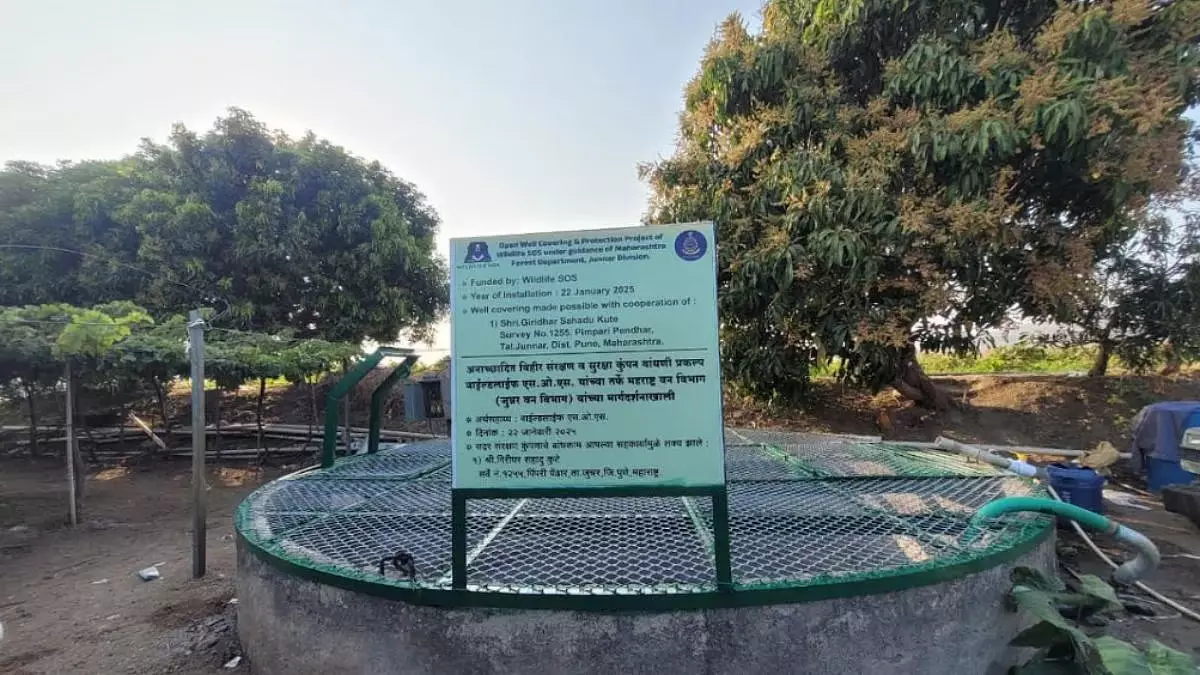 Maharashtra : वन विभाग ने तेंदुओं और जंगली जानवरों की सुरक्षा के लिए जुन्नार क्षेत्र में खुले कुओं को ढक दिया Maharashtra : वन विभाग ने तेंदुओं और जंगली जानवरों की सुरक्षा के लिए जुन्नार क्षेत्र में खुले कुओं को ढक दिया