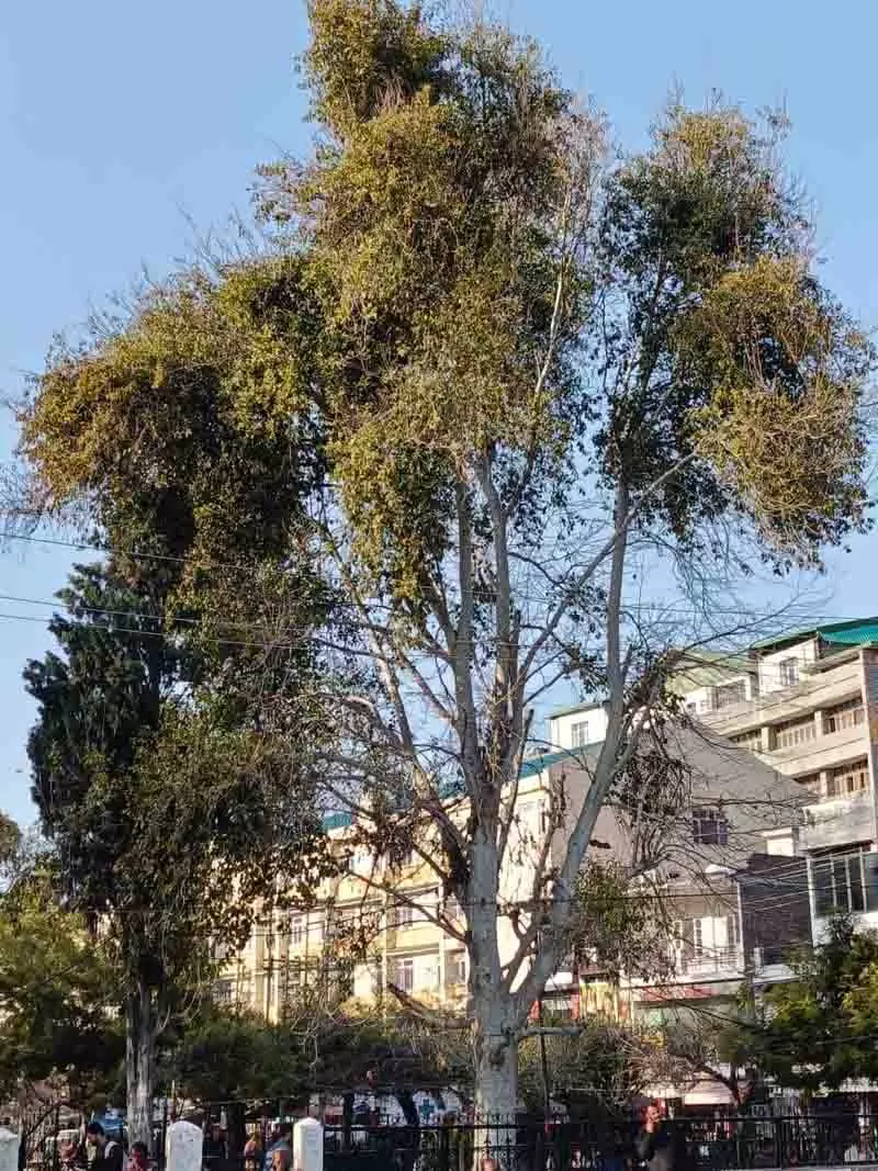 स्थानीय लोगों ने Chamba के चिनार के पेड़ों को बचाने का आह्वान किया स्थानीय लोगों ने Chamba के चिनार के पेड़ों को बचाने का आह्वान किया