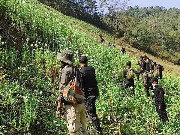 सुरक्षा बलों ने Kangpokpi में 35 एकड़ में फैली अफीम की खेती को नष्ट किया सुरक्षा बलों ने Kangpokpi में 35 एकड़ में फैली अफीम की खेती को नष्ट किया