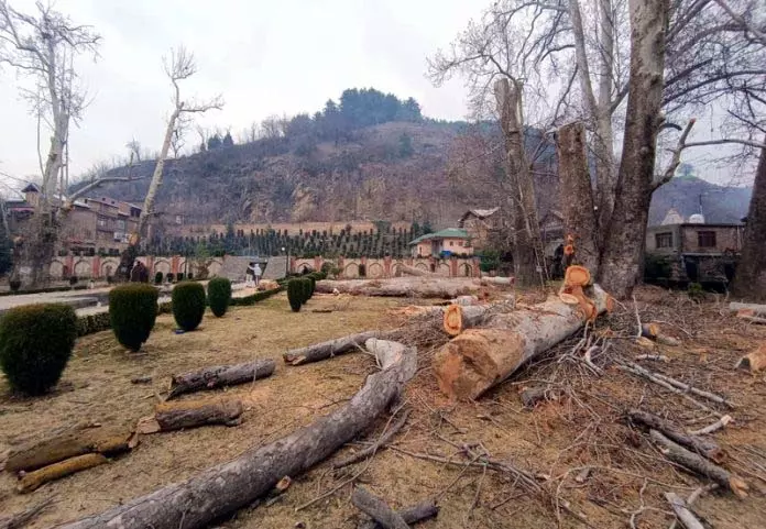 चिनार के पेड़ों की अवैध कटाई से अनंतनाग में चिंता बढ़ी चिनार के पेड़ों की अवैध कटाई से अनंतनाग में चिंता बढ़ी