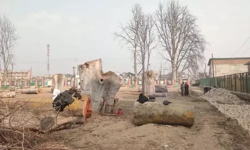 पर्यावरण नीति समूह ने अनंतनाग में सदियों पुराने चिनार के पेड़ों की कटाई की निंदा की
