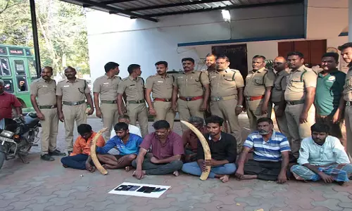 Tamil Nadu: सलेम में हाथीदांत के जोड़े के साथ आठ लोग गिरफ्तार Tamil Nadu: सलेम में हाथीदांत के जोड़े के साथ आठ लोग गिरफ्तार