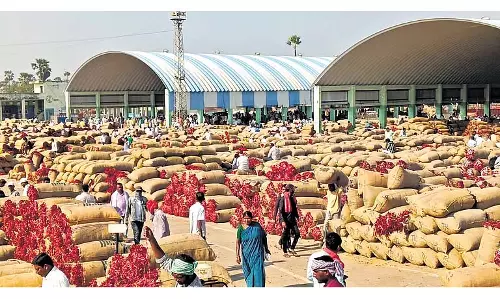 Telangana में मिर्च की कीमतों में गिरावट से किसानों को अनिश्चितता का सामना करना पड़ रहा