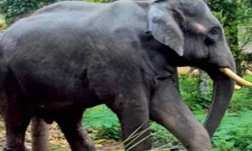 Andhra Pradesh: हाथियों ने चावल मिल में तोड़फोड़ की