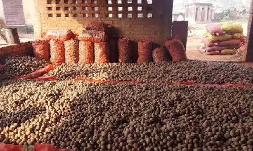 Bengal: आलू की बंपर पैदावार के कारण किसानों को मजबूरन आलू बेचना पड़ा Bengal: आलू की बंपर पैदावार के कारण किसानों को मजबूरन आलू बेचना पड़ा