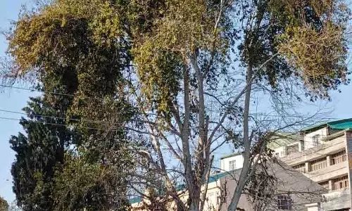 स्थानीय लोगों ने Chamba के चिनार के पेड़ों को बचाने का आह्वान किया