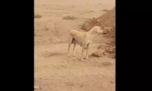 जेसीबी चालक ने 6 नवजात पिल्लों को जिंदा दफनाया, फिर...पूरी खबर आपका कलेजा चीर देगी जेसीबी चालक ने 6 नवजात पिल्लों को जिंदा दफनाया, फिर...पूरी खबर आपका कलेजा चीर देगी