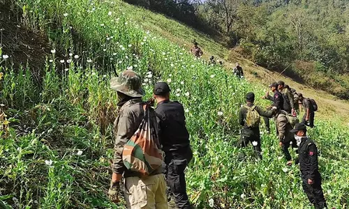 सुरक्षा बलों ने Kangpokpi में 35 एकड़ में फैली अफीम की खेती को नष्ट किया