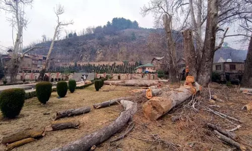 चिनार के पेड़ों की अवैध कटाई से अनंतनाग में चिंता बढ़ी चिनार के पेड़ों की अवैध कटाई से अनंतनाग में चिंता बढ़ी