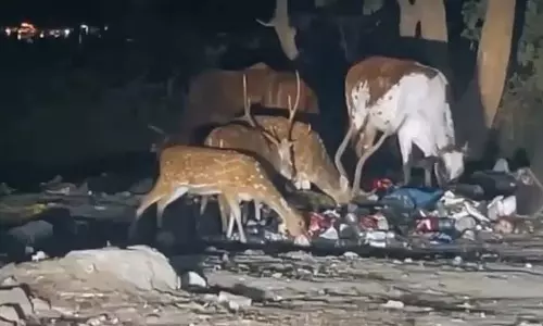 हिरण और गाय प्लास्टिक का कूड़ा खाते दिखे, IFS अधिकारी ने शेयर किया VIDEO