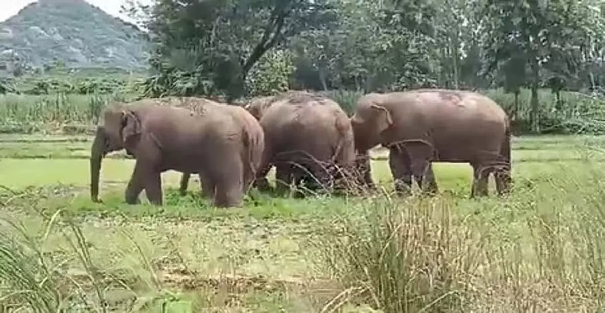 Tamil Nadu: हाथियों के हमलों को रोकने के लिए वन विभाग ने लगाई सौर बाड़ Tamil Nadu: हाथियों के हमलों को रोकने के लिए वन विभाग ने लगाई सौर बाड़