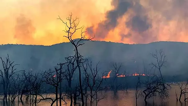 Karnataka: बकरियों के चारे के लिए जंगल में सूखी घास में आग लगाने वाला व्यक्ति गिरफ्तार Karnataka: बकरियों के चारे के लिए जंगल में सूखी घास में आग लगाने वाला व्यक्ति गिरफ्तार