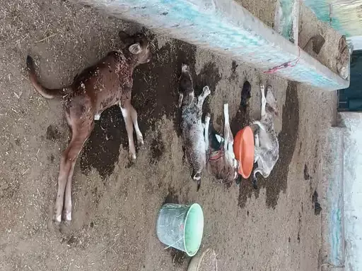 कुत्तों ने ली 6 बछड़ों की जान, जिंदा नोचते रहे कुत्तों ने ली 6 बछड़ों की जान, जिंदा नोचते रहे