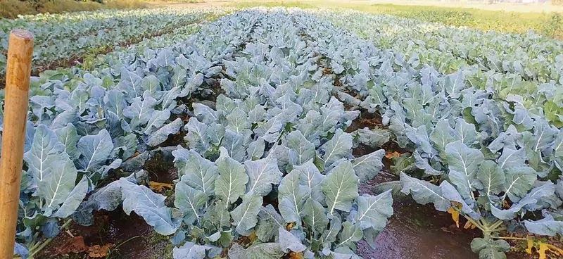 Banga का यह प्रगतिशील किसान उगाता, 25 विदेशी सब्ज़ियाँ Banga का यह प्रगतिशील किसान उगाता, 25 विदेशी सब्ज़ियाँ