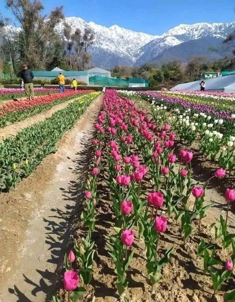 Palampur में खिले ट्यूलिप, संस्थान उच्च मांग से लाभ कमाने को उत्सुक Palampur में खिले ट्यूलिप, संस्थान उच्च मांग से लाभ कमाने को उत्सुक