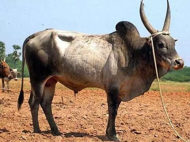 ऐसा हथकंडा अपनाया मवेशी चुराने के लिए चोरों ने, जानकर दिमाग हिल जाएगा ऐसा हथकंडा अपनाया मवेशी चुराने के लिए चोरों ने, जानकर दिमाग हिल जाएगा