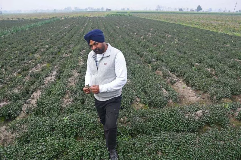 Ludhiana: जगराओं का यह किसान कमा रहा, पैसा Ludhiana: जगराओं का यह किसान कमा रहा, पैसा