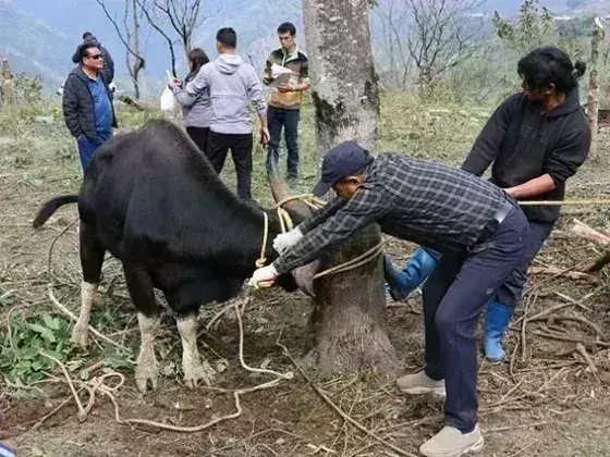 Arunachal: मिथुन मेले में 200 किसान शामिल हुए Arunachal: मिथुन मेले में 200 किसान शामिल हुए